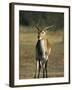 Red Lechwe, Kobus Leche Leche, Moremi Wildlife Preserve, Botswana, Africa-Thorsten Milse-Framed Photographic Print