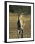 Red Lechwe, Kobus Leche Leche, Moremi Wildlife Preserve, Botswana, Africa-Thorsten Milse-Framed Photographic Print