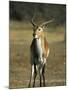 Red Lechwe, Kobus Leche Leche, Moremi Wildlife Preserve, Botswana, Africa-Thorsten Milse-Mounted Photographic Print