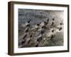 Red Lechwe Rush across Shallow Tributary of Okavango River in Okavango Delta of Northwest Botswana-Nigel Pavitt-Framed Photographic Print