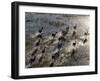 Red Lechwe Rush across Shallow Tributary of Okavango River in Okavango Delta of Northwest Botswana-Nigel Pavitt-Framed Photographic Print