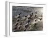 Red Lechwe Rush across Shallow Tributary of Okavango River in Okavango Delta of Northwest Botswana-Nigel Pavitt-Framed Photographic Print