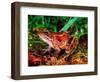 Red-legged Frog, Rana Aurora, Native to Pacific Coast, USA-David Northcott-Framed Photographic Print