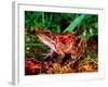 Red-legged Frog, Rana Aurora, Native to Pacific Coast, USA-David Northcott-Framed Photographic Print