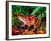 Red-legged Frog, Rana Aurora, Native to Pacific Coast, USA-David Northcott-Framed Photographic Print