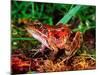 Red-legged Frog, Rana Aurora, Native to Pacific Coast, USA-David Northcott-Mounted Photographic Print