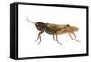 Red-Legged Grasshopper (Melanoplus Femur-Rubrum), Insects-Encyclopaedia Britannica-Framed Stretched Canvas