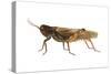 Red-Legged Grasshopper (Melanoplus Femur-Rubrum), Insects-Encyclopaedia Britannica-Stretched Canvas