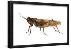 Red-Legged Grasshopper (Melanoplus Femur-Rubrum), Insects-Encyclopaedia Britannica-Framed Poster