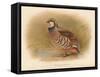 Red-Legged Partridge (Caccabus rufa), 1900, (1900)-Charles Whymper-Framed Stretched Canvas