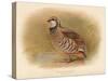 Red-Legged Partridge (Caccabus rufa), 1900, (1900)-Charles Whymper-Stretched Canvas