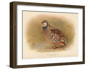 Red-Legged Partridge (Caccabus rufa), 1900, (1900)-Charles Whymper-Framed Giclee Print