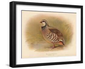 Red-Legged Partridge (Caccabus rufa), 1900, (1900)-Charles Whymper-Framed Giclee Print