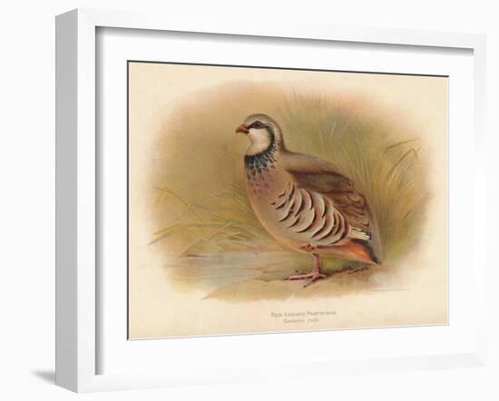 Red-Legged Partridge (Caccabus rufa), 1900, (1900)-Charles Whymper-Framed Giclee Print