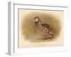 Red-Legged Partridge (Caccabus rufa), 1900, (1900)-Charles Whymper-Framed Giclee Print