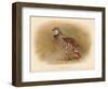 Red-Legged Partridge (Caccabus rufa), 1900, (1900)-Charles Whymper-Framed Giclee Print