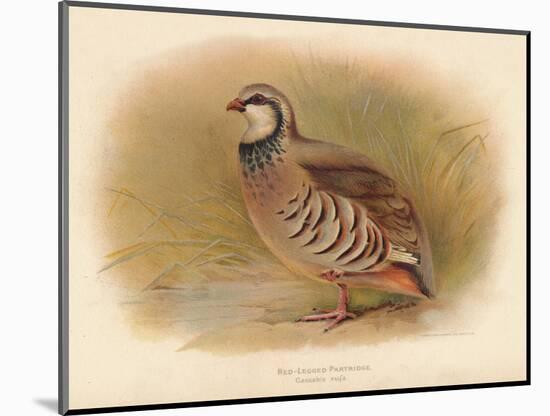 Red-Legged Partridge (Caccabus rufa), 1900, (1900)-Charles Whymper-Mounted Giclee Print