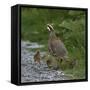 Red-legged partridge with chicks, Vendee, France, June-Loic Poidevin-Framed Stretched Canvas