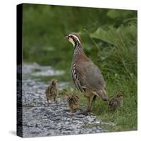 Red-legged partridge with chicks, Vendee, France, June-Loic Poidevin-Stretched Canvas