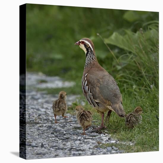 Red-legged partridge with chicks, Vendee, France, June-Loic Poidevin-Stretched Canvas