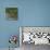 Red-legged partridge with chicks, Vendee, France, June-Loic Poidevin-Photographic Print displayed on a wall