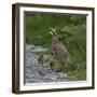 Red-legged partridge with chicks, Vendee, France, June-Loic Poidevin-Framed Photographic Print