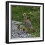 Red-legged partridge with chicks, Vendee, France, June-Loic Poidevin-Framed Photographic Print