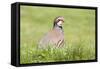 Red Legged Partridge-null-Framed Stretched Canvas