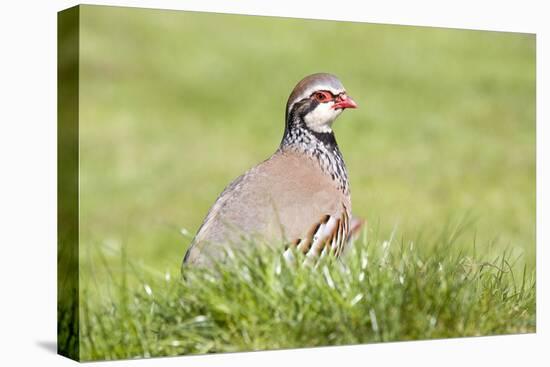 Red Legged Partridge-null-Stretched Canvas