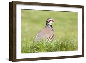 Red Legged Partridge-null-Framed Photographic Print