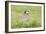 Red Legged Partridge-null-Framed Photographic Print