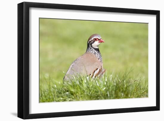 Red Legged Partridge-null-Framed Photographic Print