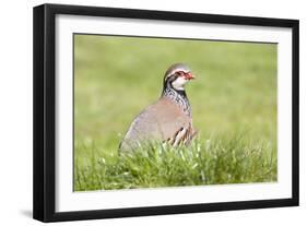 Red Legged Partridge-null-Framed Photographic Print