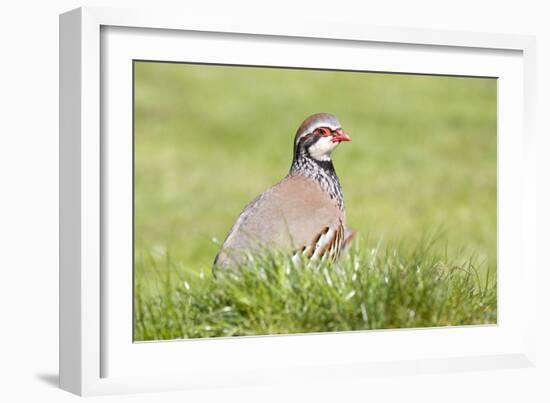 Red Legged Partridge-null-Framed Photographic Print