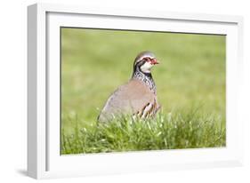 Red Legged Partridge-null-Framed Photographic Print