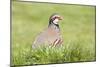 Red Legged Partridge-null-Mounted Photographic Print