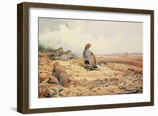 Red-Legged Partridge-Carl Donner-Framed Giclee Print