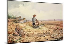 Red-Legged Partridge-Carl Donner-Mounted Giclee Print