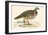 Red Legged Partridge-Beverley R. Morris-Framed Giclee Print