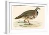 Red Legged Partridge-Beverley R. Morris-Framed Giclee Print