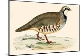 Red Legged Partridge-Beverley R. Morris-Mounted Giclee Print