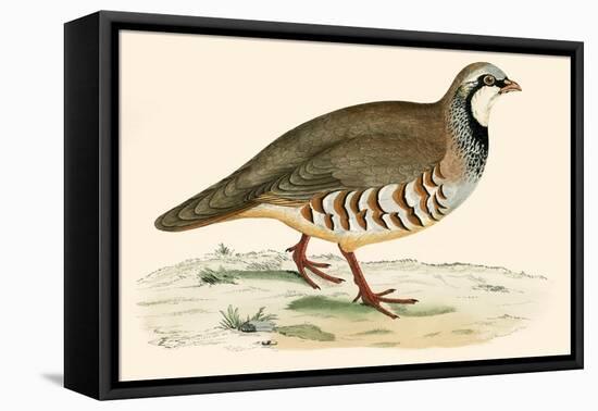 Red Legged Partridge-Beverley R. Morris-Framed Stretched Canvas