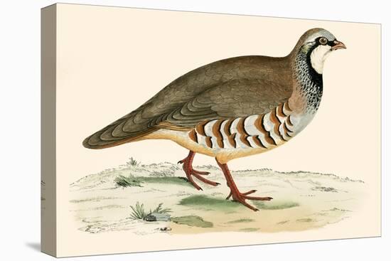 Red Legged Partridge-Beverley R. Morris-Stretched Canvas