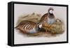 Red Legged Partridges (Caccabis Rubra)-John Gould-Framed Stretched Canvas