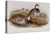 Red Legged Partridges (Caccabis Rubra)-John Gould-Stretched Canvas