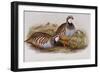 Red Legged Partridges (Caccabis Rubra)-John Gould-Framed Giclee Print