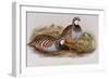 Red Legged Partridges (Caccabis Rubra)-John Gould-Framed Giclee Print