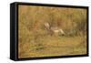 Red-Legged Seriema-Joe McDonald-Framed Stretched Canvas