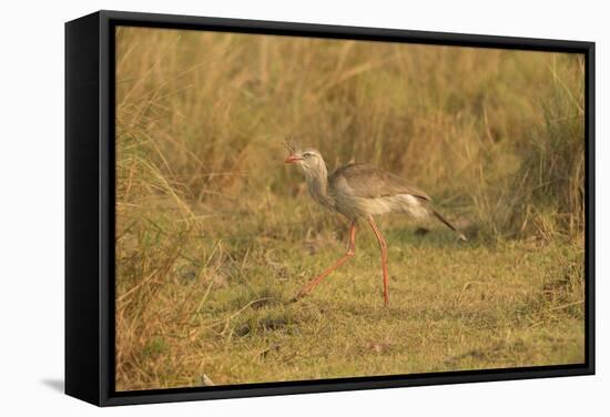 Red-Legged Seriema-Joe McDonald-Framed Stretched Canvas