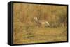 Red-Legged Seriema-Joe McDonald-Framed Stretched Canvas